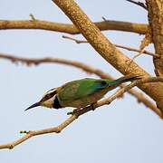 White-throated Bee-eater