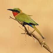 Red-throated Bee-eater