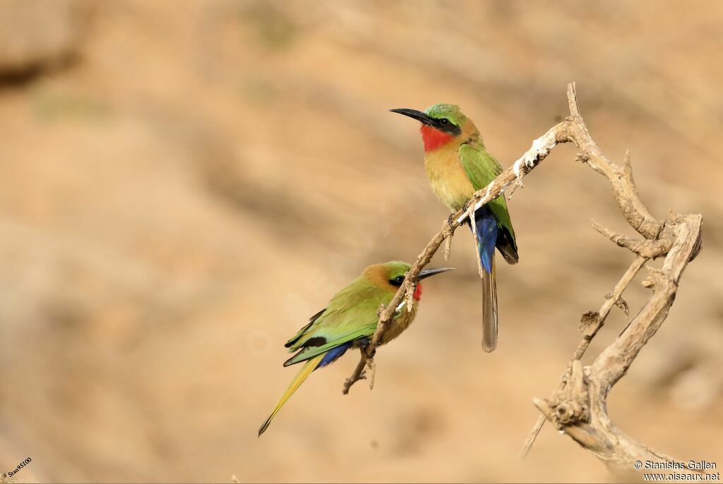 Red-throated Bee-eateradult