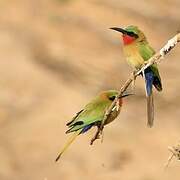 Red-throated Bee-eater