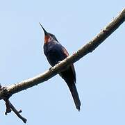 Blue-moustached Bee-eater