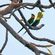 Swallow-tailed Bee-eater