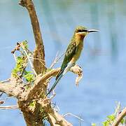 Blue-tailed Bee-eater