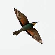 European Bee-eater