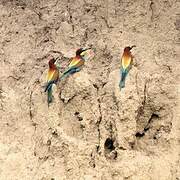 European Bee-eater