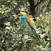 European Bee-eater