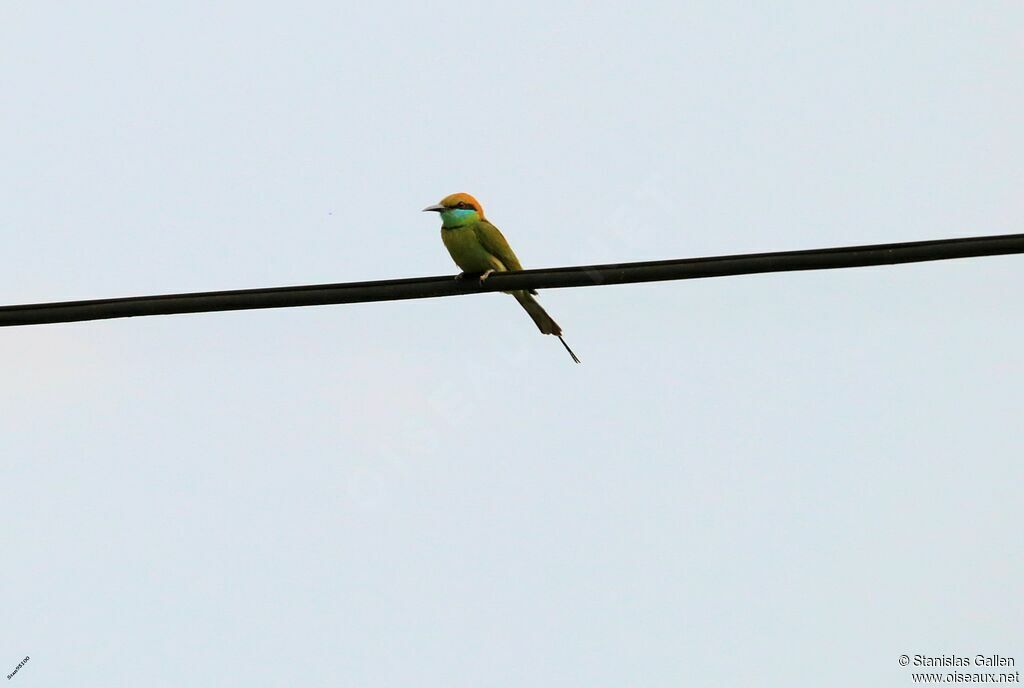 Asian Green Bee-eateradult