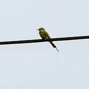 Asian Green Bee-eater