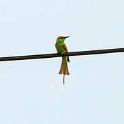 Green Bee-eater