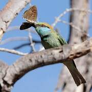 Asian Green Bee-eater