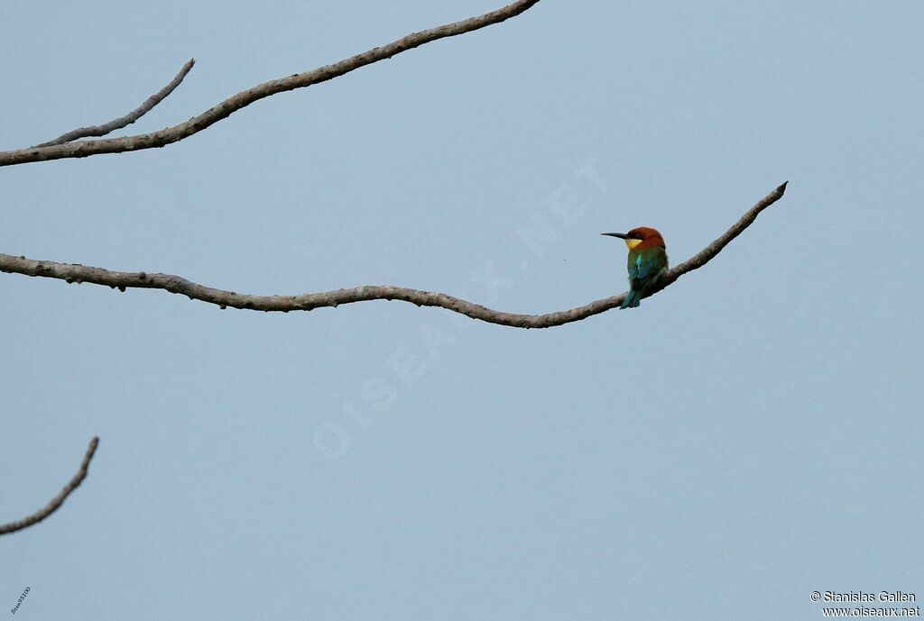 Chestnut-headed Bee-eateradult