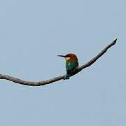 Chestnut-headed Bee-eater