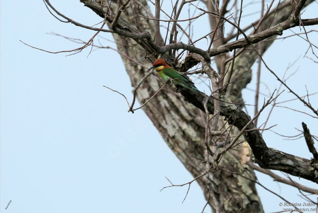 Chestnut-headed Bee-eateradult