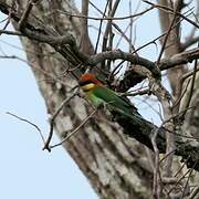 Chestnut-headed Bee-eater