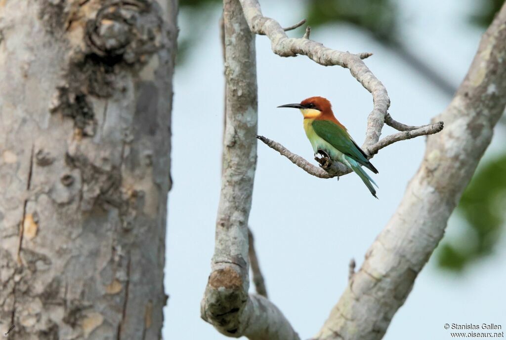 Chestnut-headed Bee-eateradult breeding