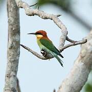 Chestnut-headed Bee-eater