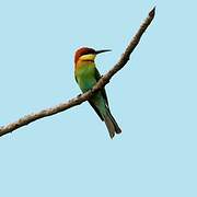 Chestnut-headed Bee-eater