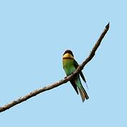 Chestnut-headed Bee-eater