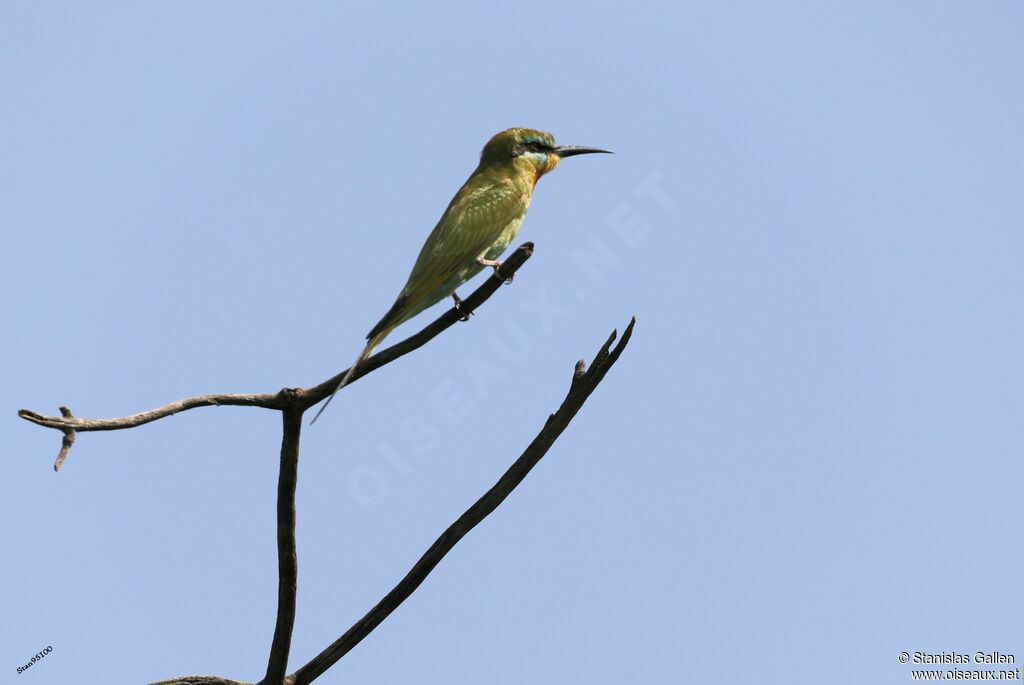 Blue-cheeked Bee-eateradult post breeding