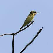 Blue-cheeked Bee-eater