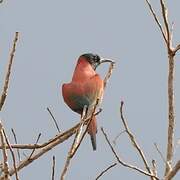 Northern Carmine Bee-eater