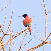 Northern Carmine Bee-eater