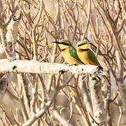 Little Bee-eater