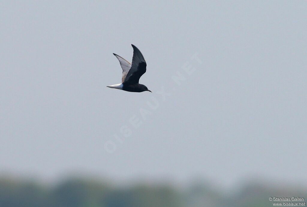 White-winged Tern