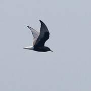 White-winged Tern