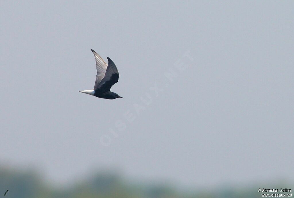 White-winged Tern