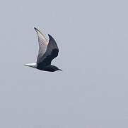 White-winged Tern