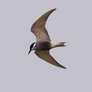 Whiskered Tern