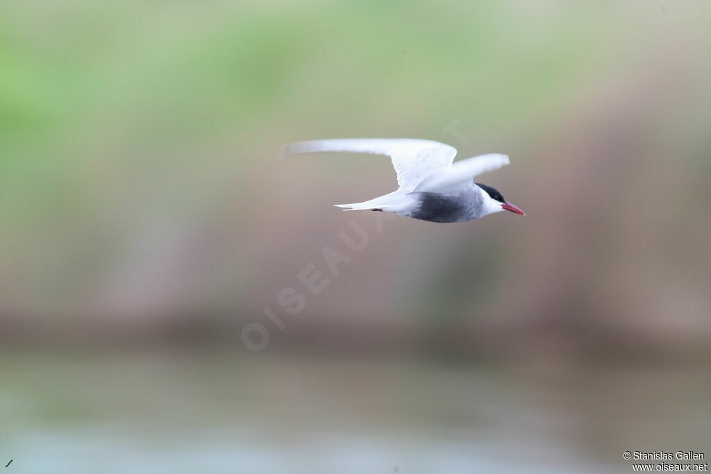 Whiskered Ternadult breeding, Flight