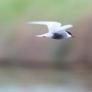 Whiskered Tern