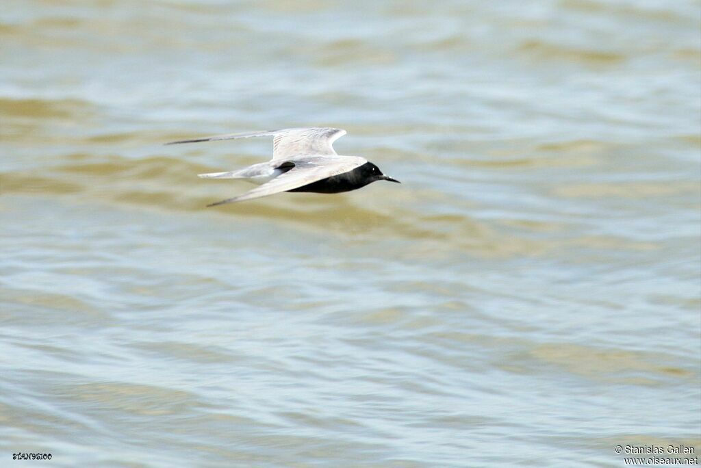 Black Ternadult breeding, Flight