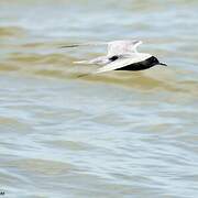 Black Tern