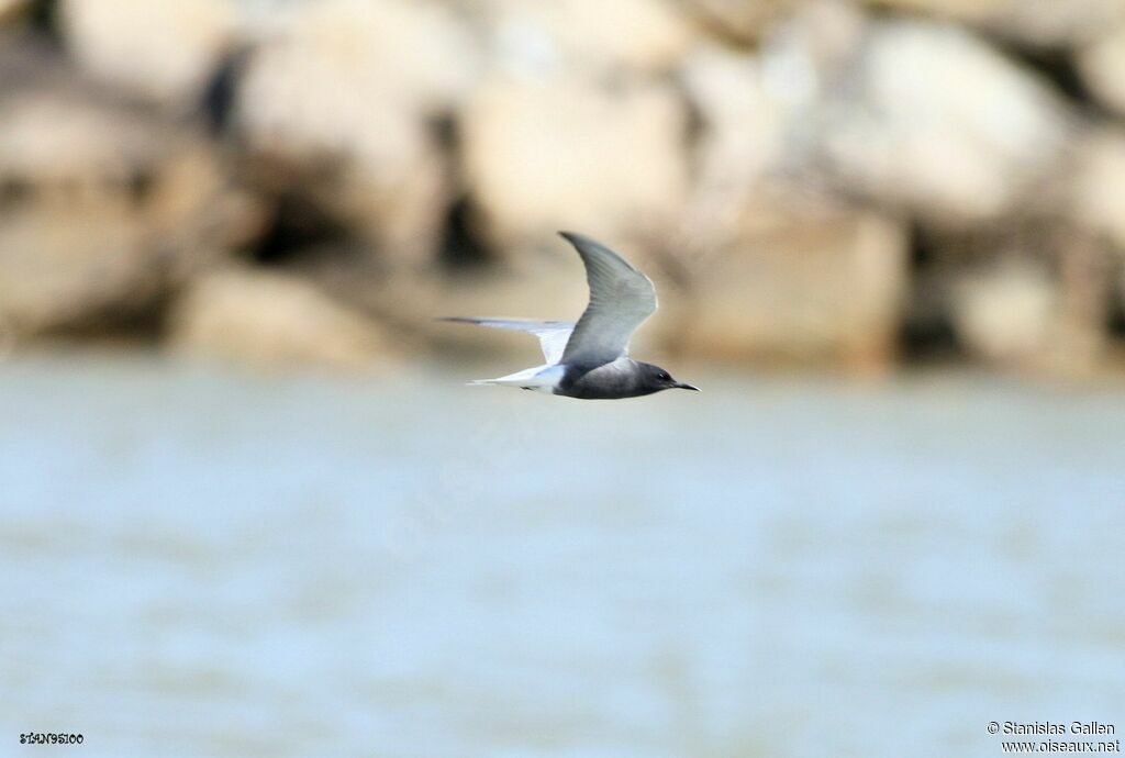 Black Ternadult breeding, Flight