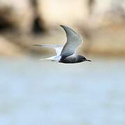 Black Tern