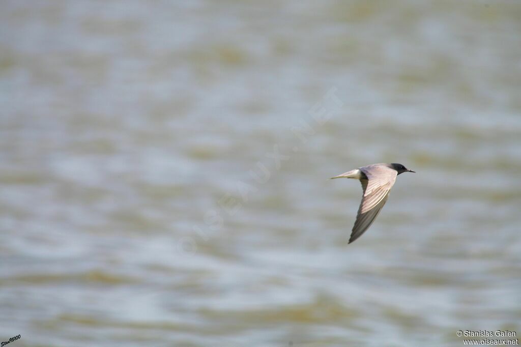 Black Ternadult breeding, Flight