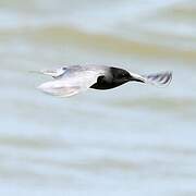 Black Tern