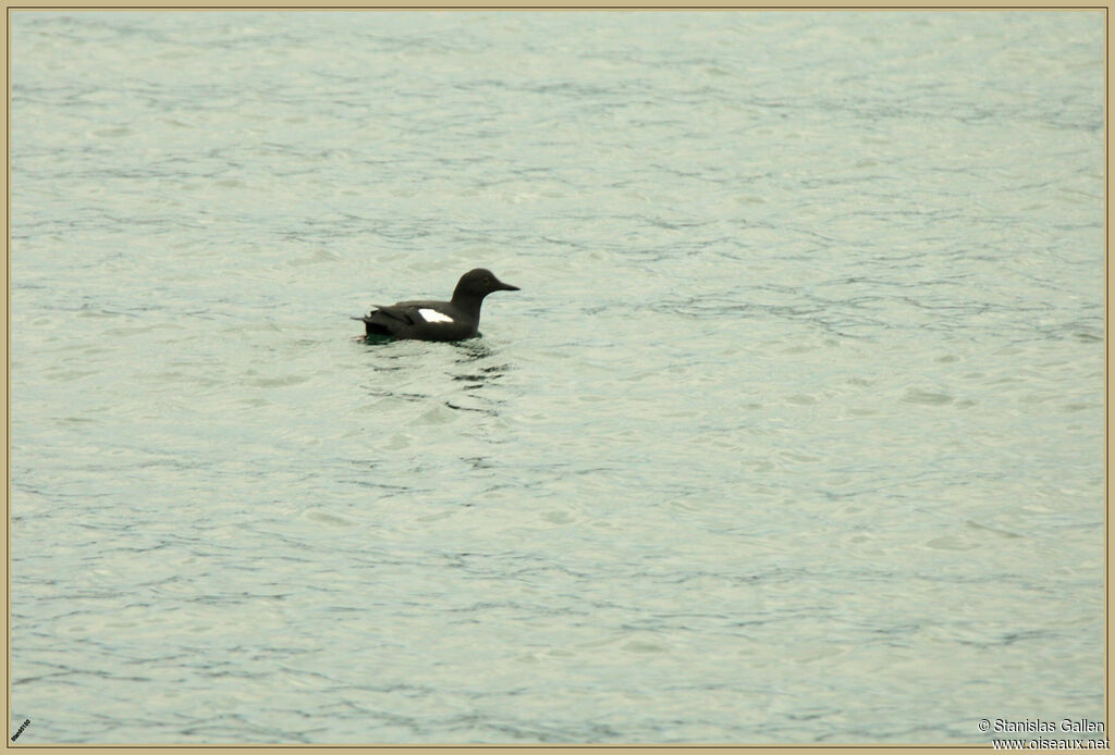 Guillemot colombinadulte