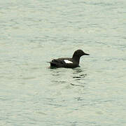 Pigeon Guillemot