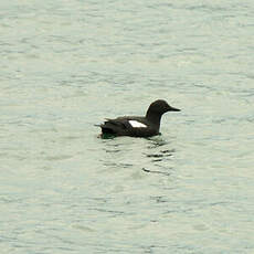 Guillemot colombin