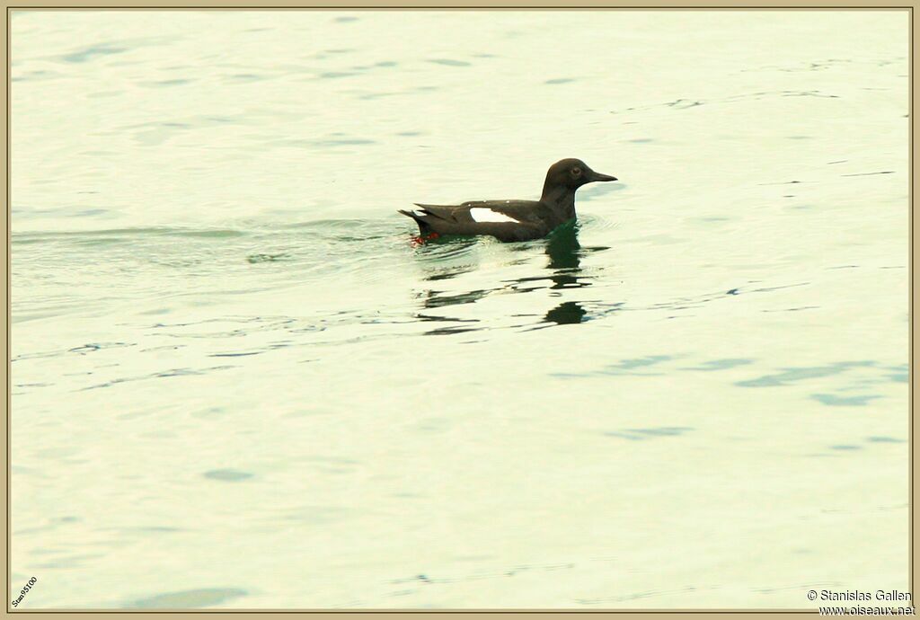 Guillemot colombinadulte