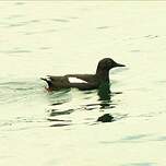 Guillemot colombin