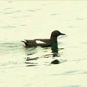 Guillemot colombin