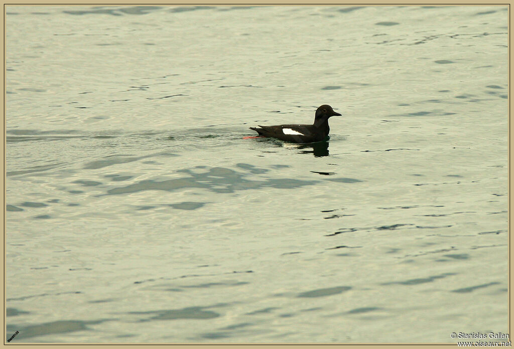 Guillemot colombinadulte