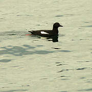 Pigeon Guillemot