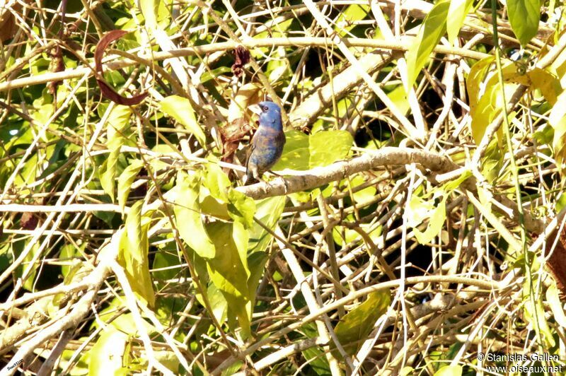 Guiraca bleu mâle adulte