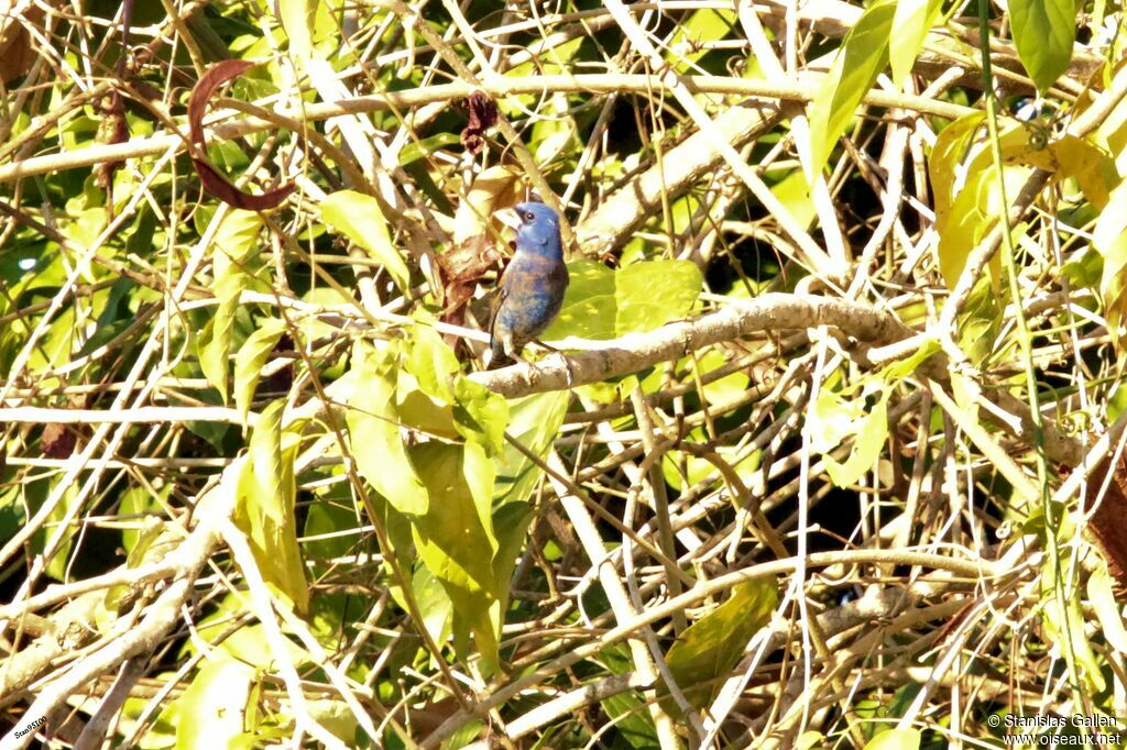 Blue Grosbeak male adult